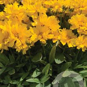 Coreopsis gr. 'Presto' GM P9
