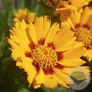 Coreopsis gr. 'Sunfire' GM P9