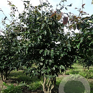 Parrotia persica 'Bella' 400-450 cm draadkluit meerstammig