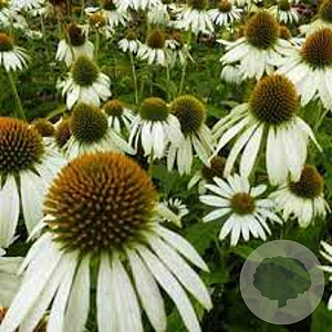 Echinacea p. 'Happy Star' GM P9