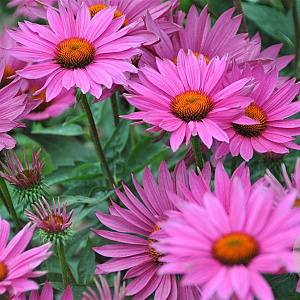 Echinacea p. 'JSROHO' GM P9