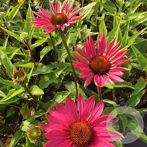 Echinacea p. 'JSROHO' GM P9