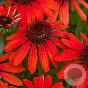 Echinacea Red Pearl GM P9