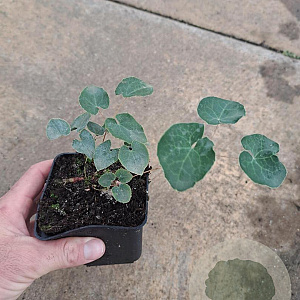 Epimedium perralc. 'Frohnleiten' GM P9