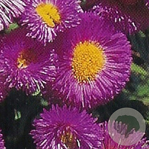 Erigeron 'Foersters Liebling' GM P9