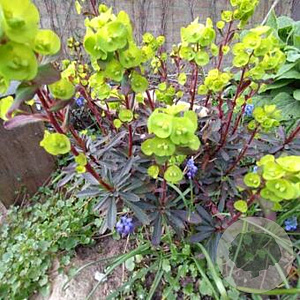Euphorbia amygdal. 'Redbud' GM P9