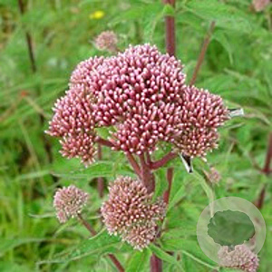 Eupatorium cannabinum GM P9
