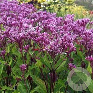 Eupatorium mac. 'Purple Bush' GM P9