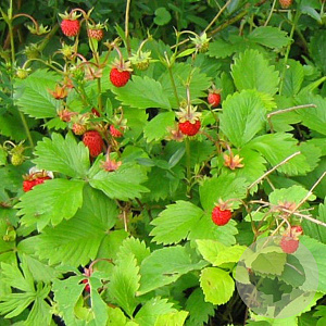 Fragaria v. 'Improved Rügen' GM P9