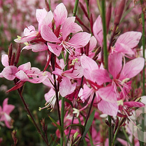 Gaura l. 'Blaze' GM P9