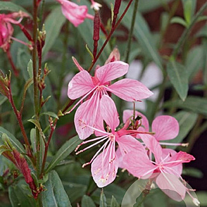 Gaura l. 'Blaze' GM P9