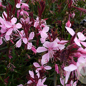 Gaura l. 'Blaze' GM P9