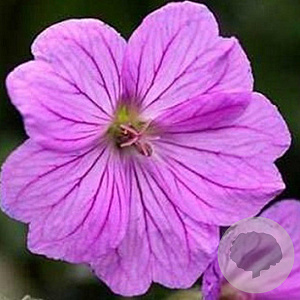 Geranium 'Blushing Turtle' GM P9