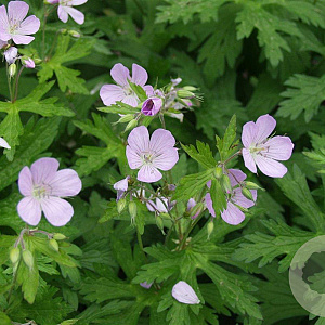 Geranium macul. 'Chatto' GM P9