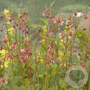 Geum rivale GM P9
