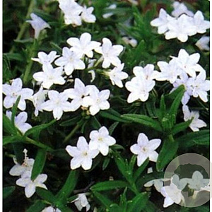Glandora d. 'Alba' GM P9