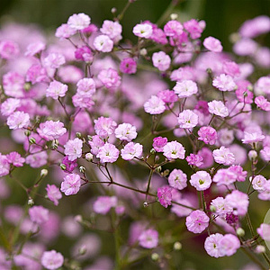 Gypsophila pan. 'Flamingo' GM P9