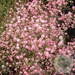 Gypsophila pan. 'Flamingo' GM P9