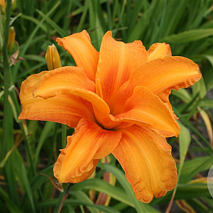 Hemerocallis 'Bandolero' GM P9