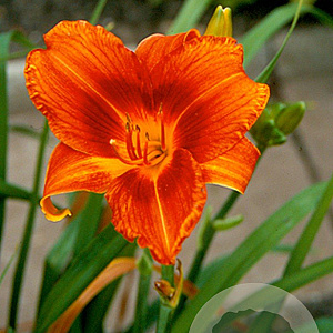 Hemerocallis 'Holiday Delight' GM P9