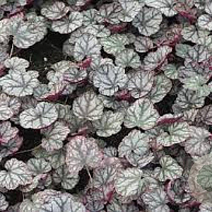 Heuchera 'Jade Gloss' GM P9