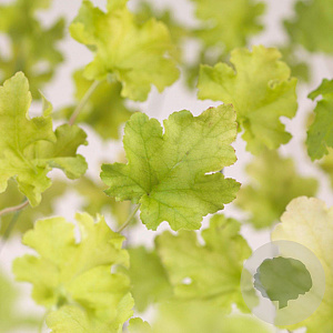 Heuchera 'Lime Marmalade' GM P9
