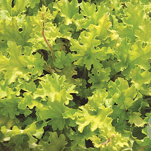 Heuchera 'Lime Marmalade' GM P9