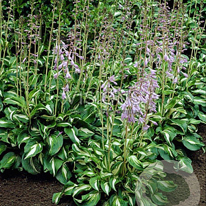 Hosta 'Undulata Univittata' GM P9