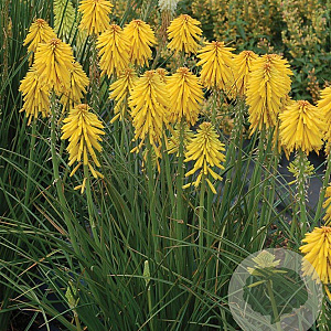 Kniphofia 'Banana Popsicle' GM P9