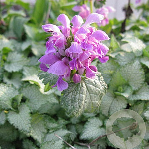 Lamium mac. 'Pink Pewter' GM P9