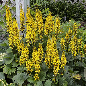 Ligularia 'Bottle Rocket' GM P9