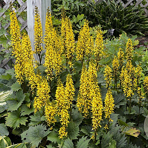 Ligularia 'Bottle Rocket' GM P9