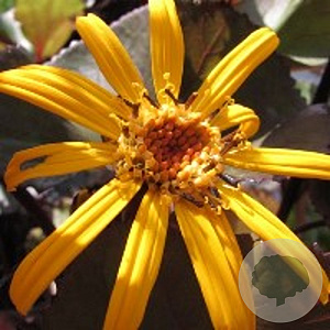 Ligularia d. 'Britt-Marie Crawford' GM P9