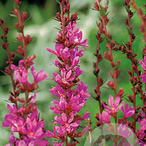Lythrum 'Dropmore Purple' GM P9
