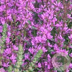 Lythrum 'Dropmore Purple' GM P9