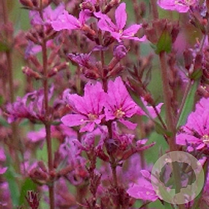 Lythrum 'Dropmore Purple' GM P9