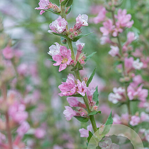 Lythrum sal. 'Pink Blush' GM P9