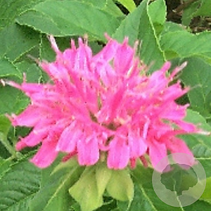 Monarda 'Acpetdel' GM P9