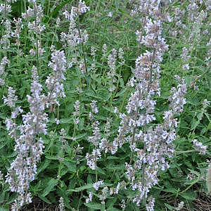 Nepeta 'Gletschereis' GM P9