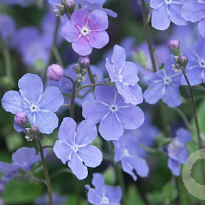 Omphalodes capp. 'Cherry Ingram' GM P9