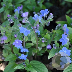 Omphalodes capp. 'Cherry Ingram' GM P9