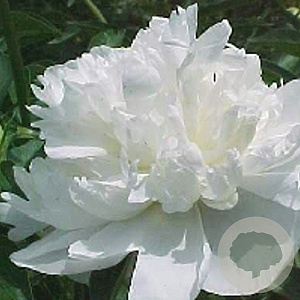 Paeonia (LD) 'Duchesse de Nemours' GM P9