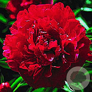 Paeonia (LD) 'Karl Rosenfield' GM P9