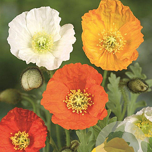 Papaver nud. 'Gartenzwerg' GM P9