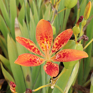 Pardancanda norrisii GM P9
