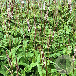 Persicaria a. Alba Junior GM P9