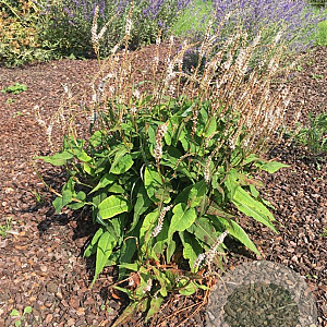 Persicaria a. Alba Junior GM P9