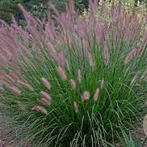Pennisetum al. 'Foxtrot' GM P9