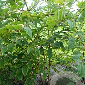 Phellodendron amurense 16-18 HO draadkluit