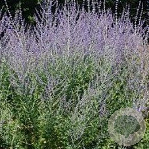 Perovskia atriplicifolia GM P9